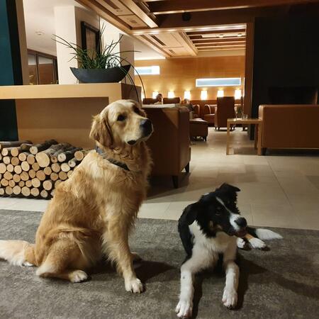 Hunde im Hotel Theresia
