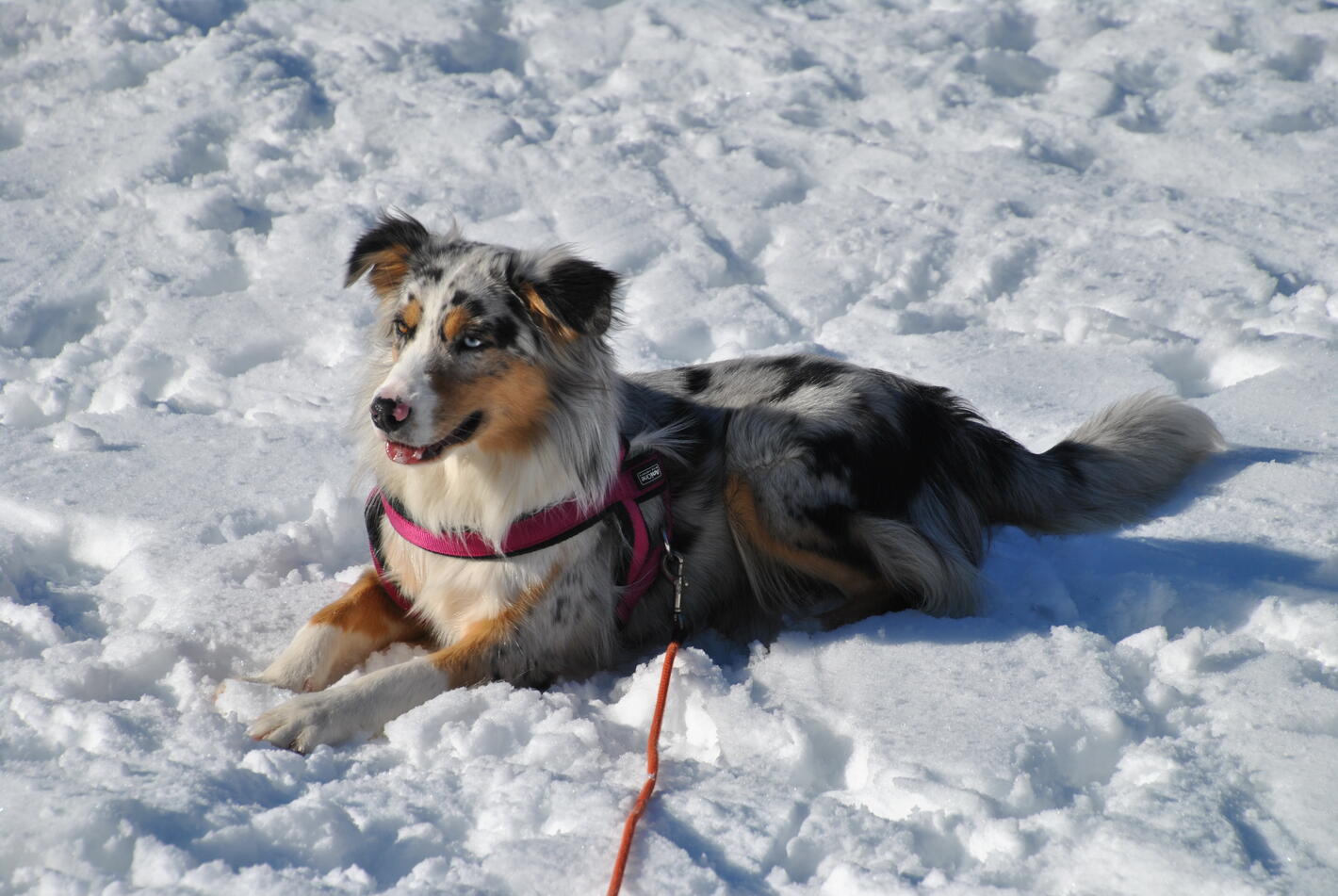 dog on winter holiday Saalbach