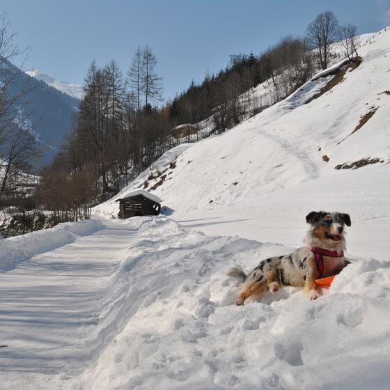 dog on winter holiday Saalbach Hinterglemm
